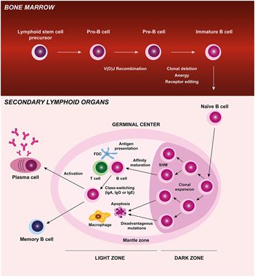 B Cells on the Stage of Inflammation in Juvenile Idiopathic Arthritis: Leading or Supporting Actors in Disease Pathogenesis?